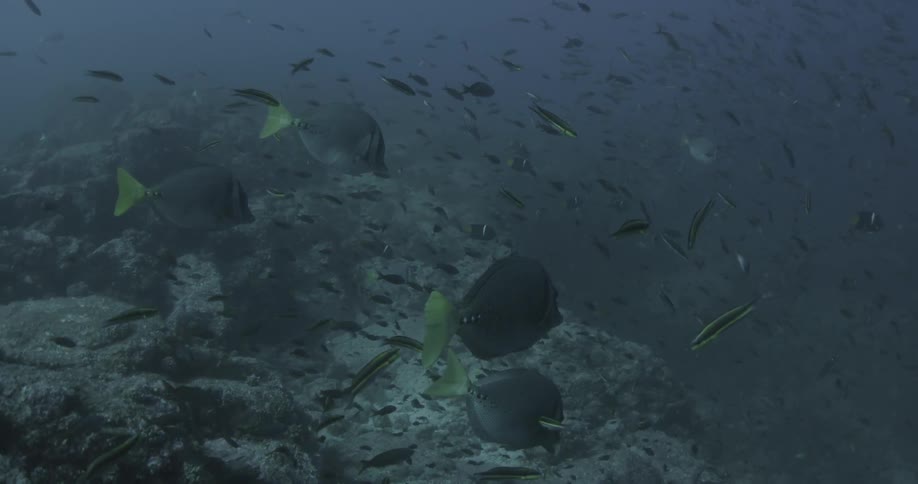 Fish swim along the rocky bottom