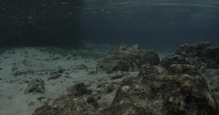 An underwater scene of the bottom and rocks