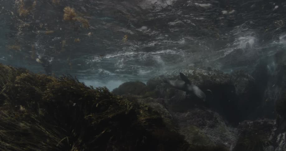 A couple of sea lions swimming in the ocean