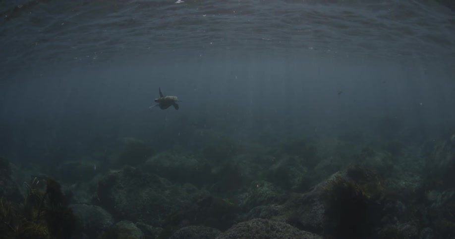 A turtle glides through the water ahead