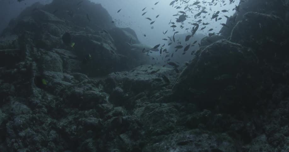 Schools of fish are swimming in a shallow trench in the ocean