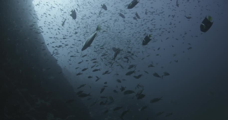A school of fish swim around in the water