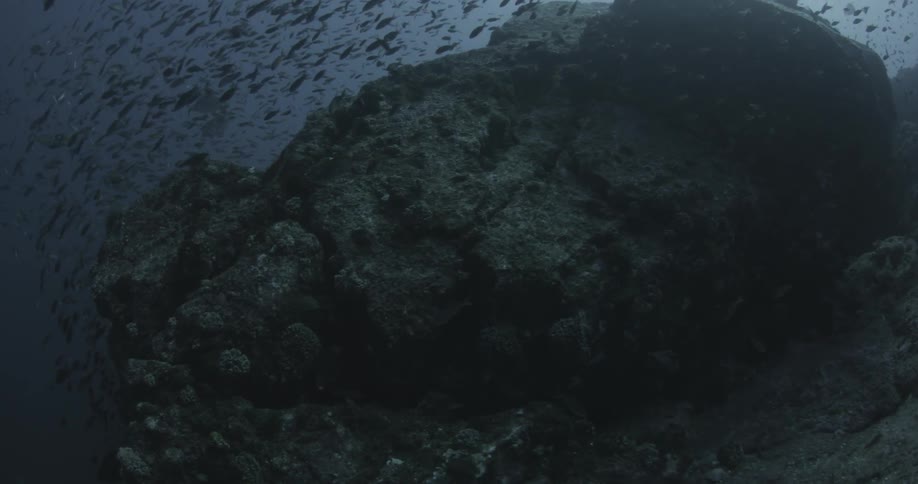 A large group of fish swim past the rocks underwater