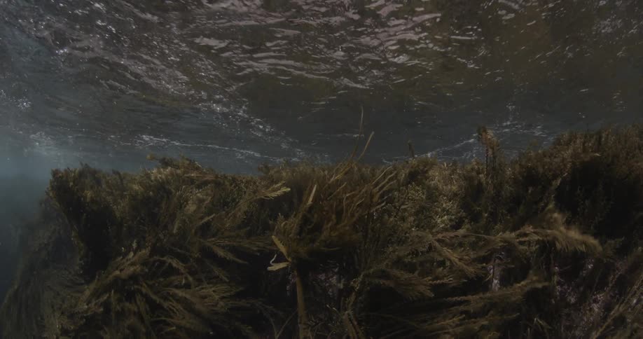 Coral sways in the flowing water