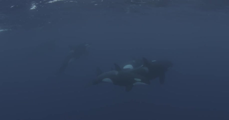 Whales swim in the blue water