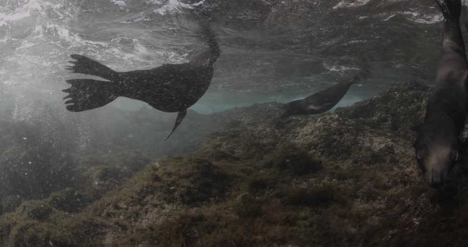 Several seals swimming playfully in a shallow area as seen underwater