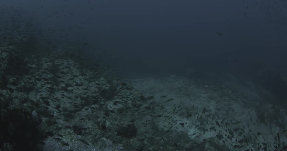 Fish swim in the ocean water