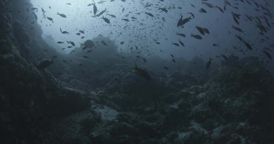 A school of fish swim in the dark waters