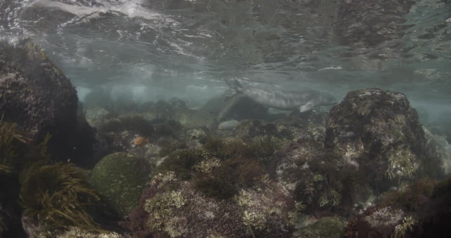 A seal swims in shallow water
