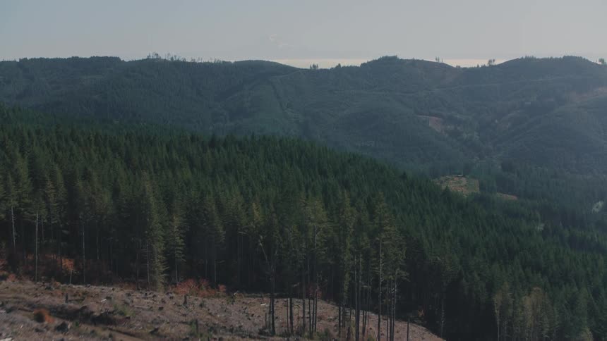 A dense forest blankets rolling hills under a soft overcast sky