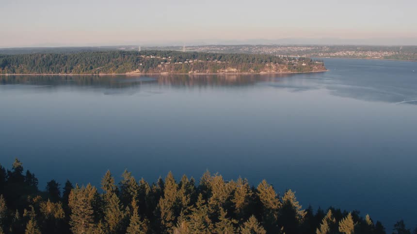 Aerial view of a dense forest of evergreen trees next to a winding river with a distant shoreline featuring a bridge and buildings
