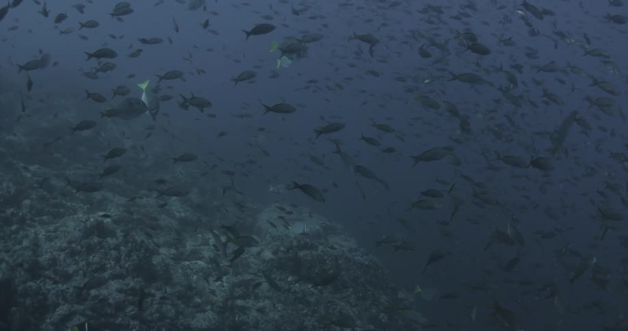 Many fish are swimming in these dark waters