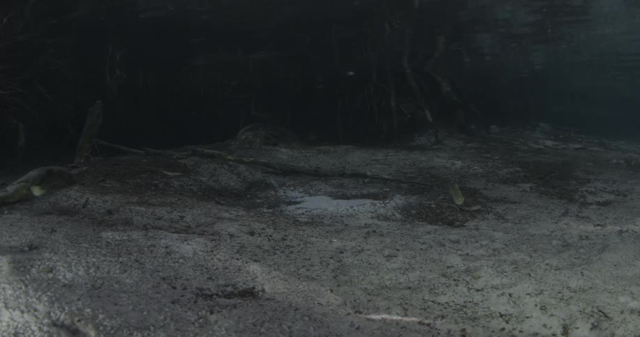 A video of the dark ocean floor