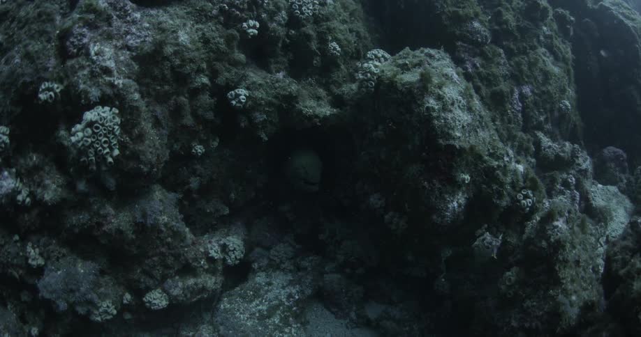 An eel is being filmed from inside a coral rock