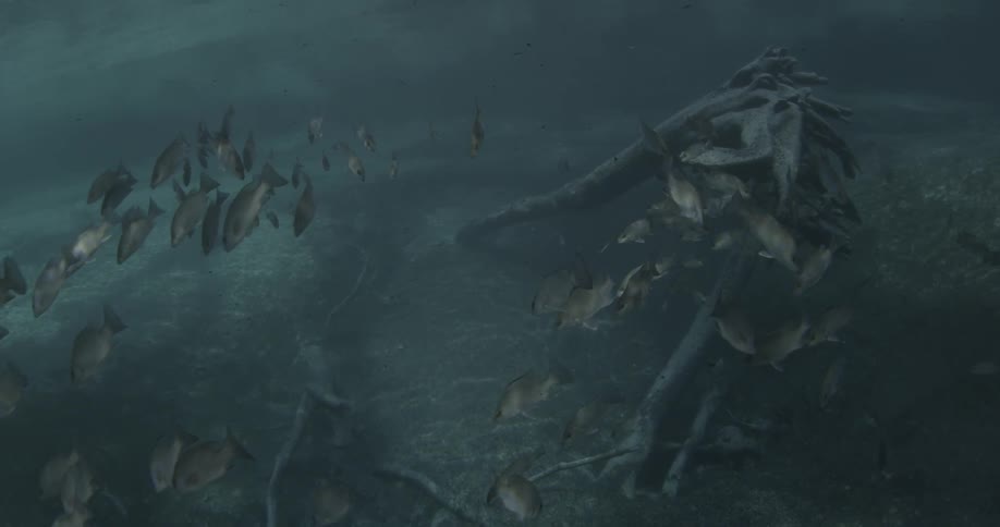 A group of fish swimming underwater