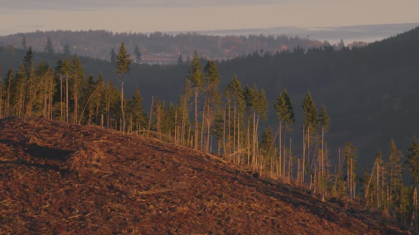 Aerial of evergreen trees on a mountaintop near a clear cut forest