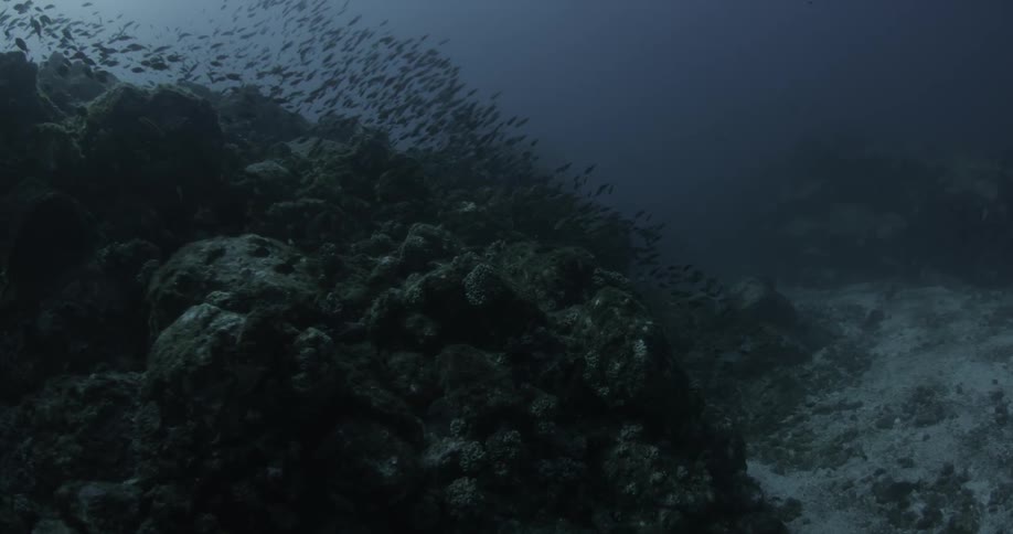 A school of fish swim at the bottom of the ocean