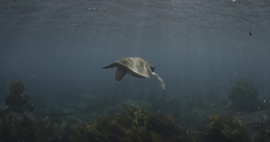 A turtle swims through the water ahead
