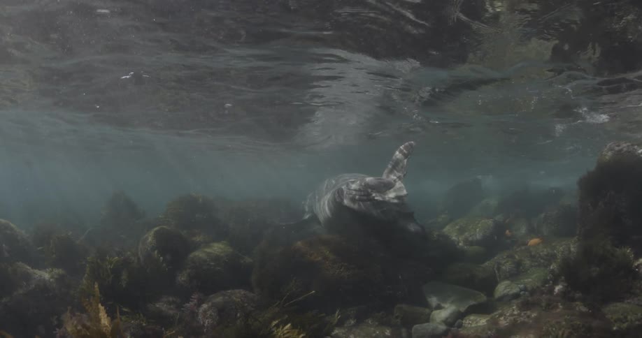 A seal dives into the water and swims away