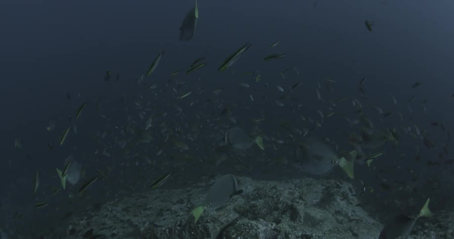 A school of fish swim around in the water