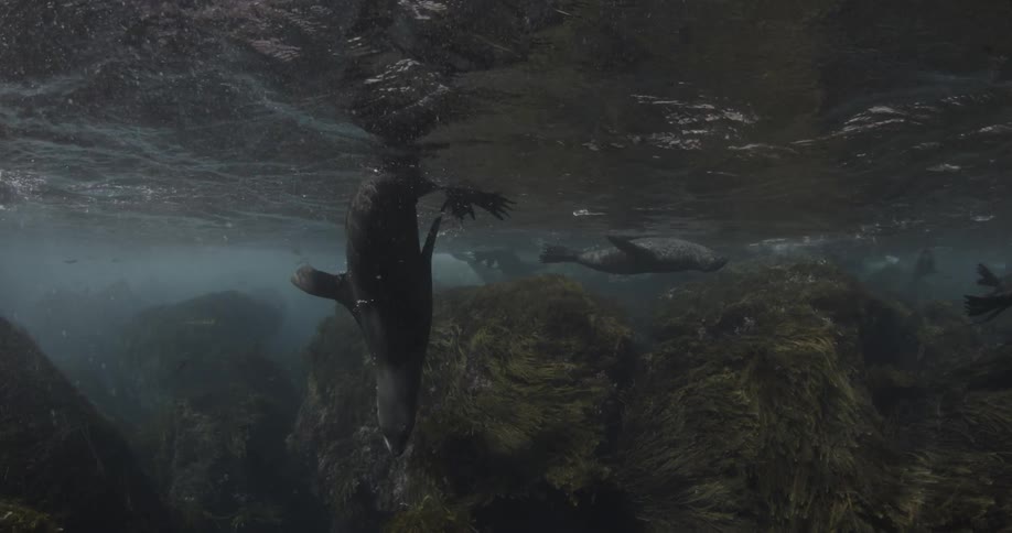 Several seals swimming above some rocks underwater