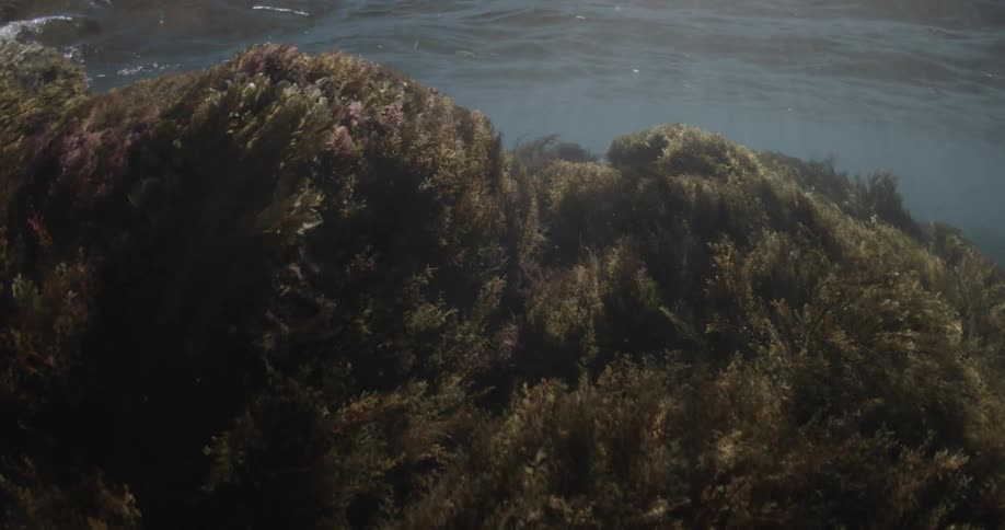 Underwater plants move with the ocean waves
