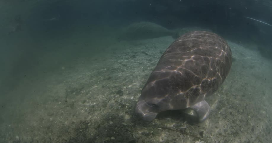 Manatee floating near the ocean floor