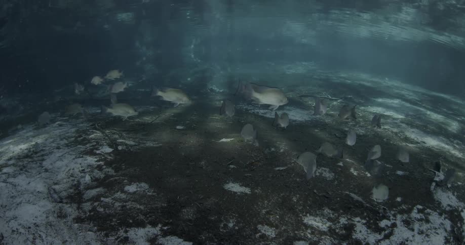 Some small fish are swimming around the ocean floor