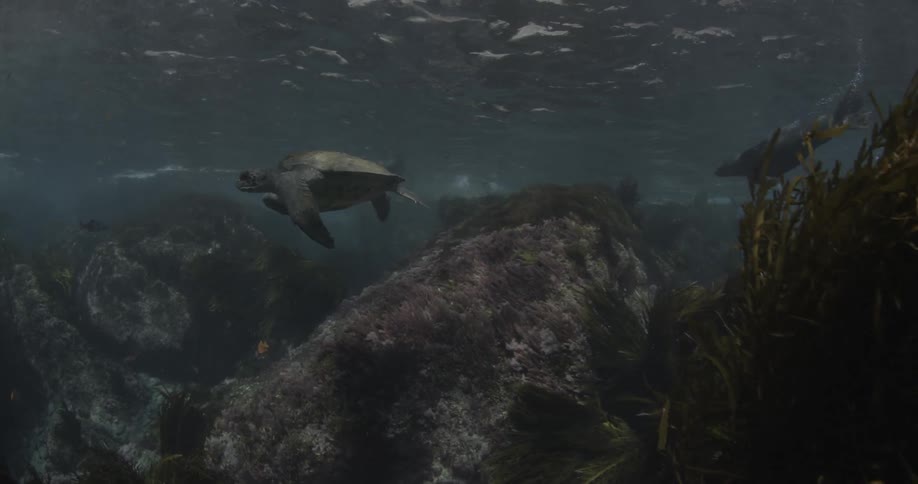 A sea turtle swims in the ocean