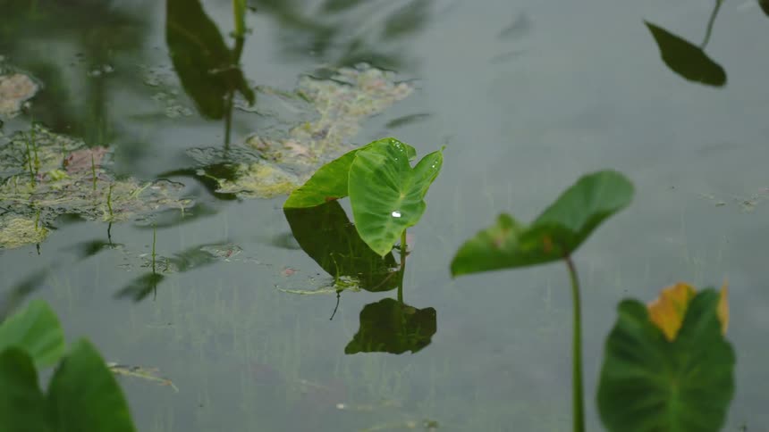Leaves float in the marsh