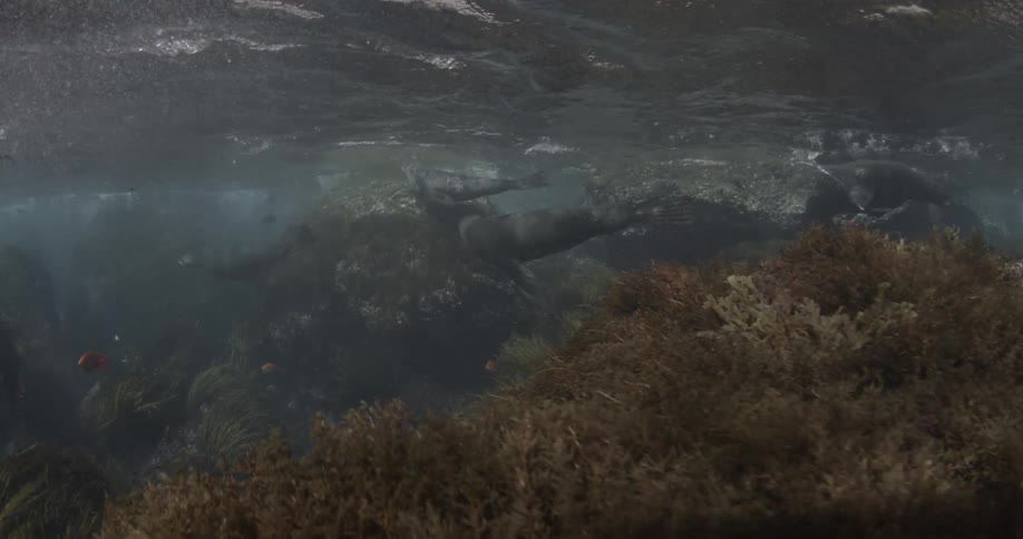 A group of seals move in the water
