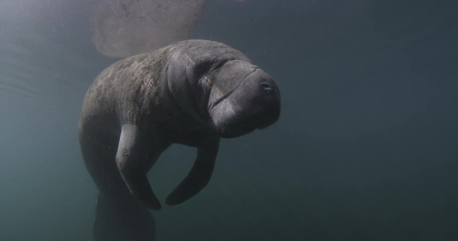 A manatee rests in the water