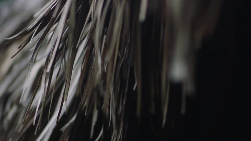 Closeup view of dried overlapping palm leaves or thatch