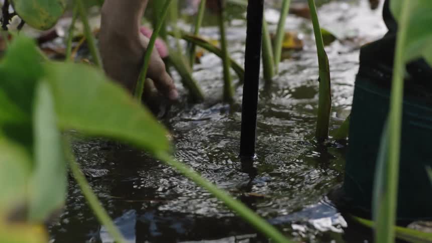 A person is uprooting a water rooted plant surrounded by green leaves and stems possibly grown hydroponically