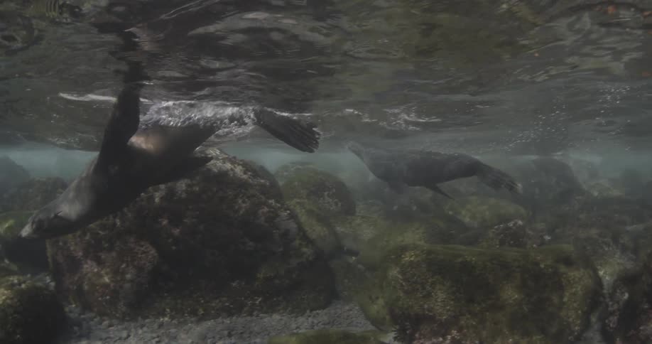Seals swim in shallow water