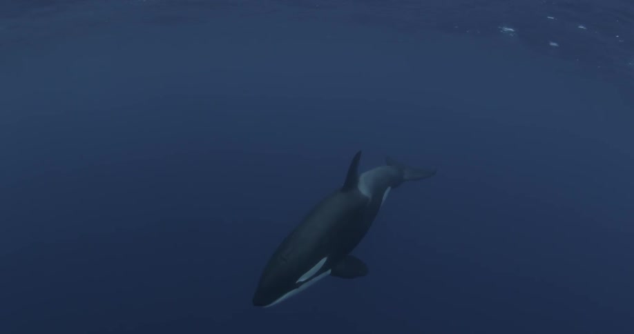 A large killer whale swims ahead