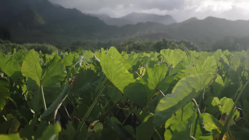 Landscape of green plants emerging from a lake with mountains in the background on a cloudy day