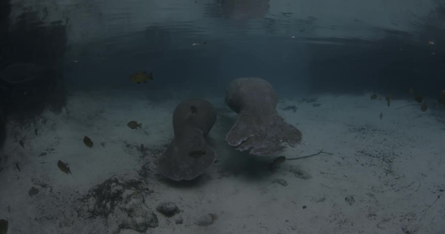 Two manatees are swimming beneath the ocean near the sea floor