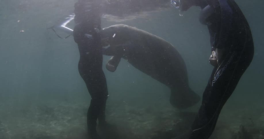 Two divers are interacting with a manatee underwater