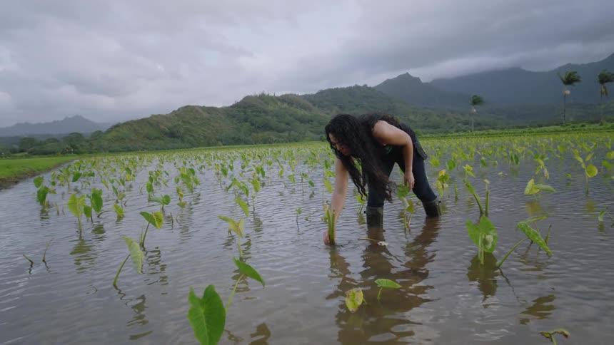 The woman in the black clothing is planting some type of plant in the field that is filled with water
