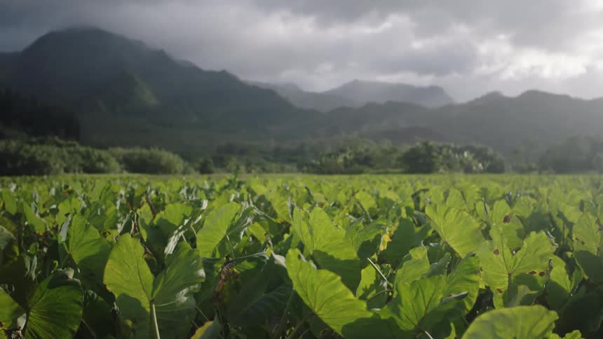 Field of large plant leaves swaying in the breeze on a tropical island