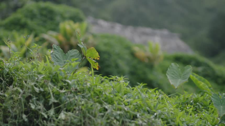 A closeup shot shows vibrant green foliage with large leaves prominent in the foreground and a blurred background