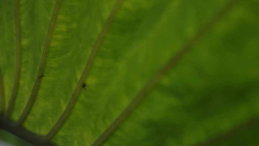 A closeup shot shows a green leaf with visible texture and veins moving in the wind