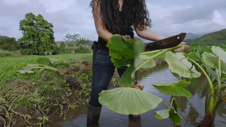 A person in a black tank top and jeans stands in a shallow ditch using a machete to cut large green leaves with mountains in the background