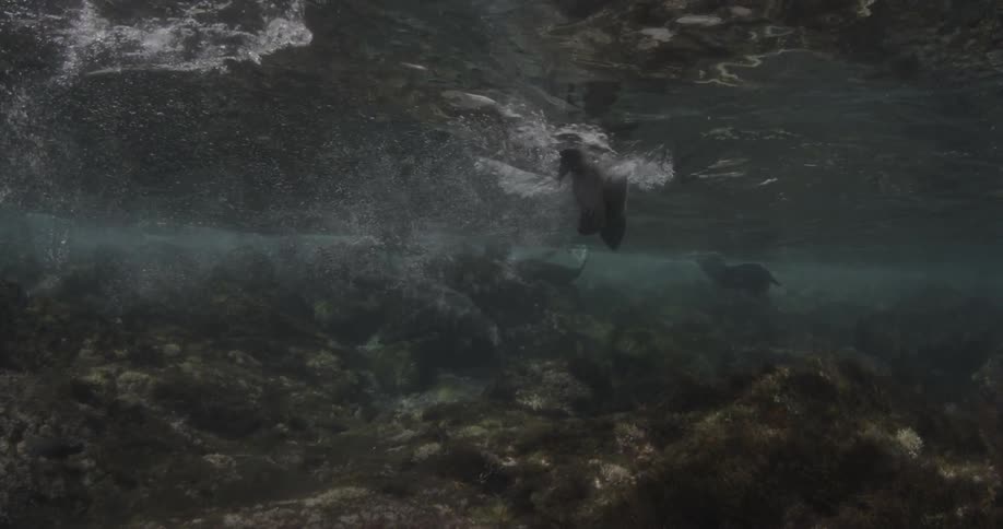 A sea lion swims past a camera underwater