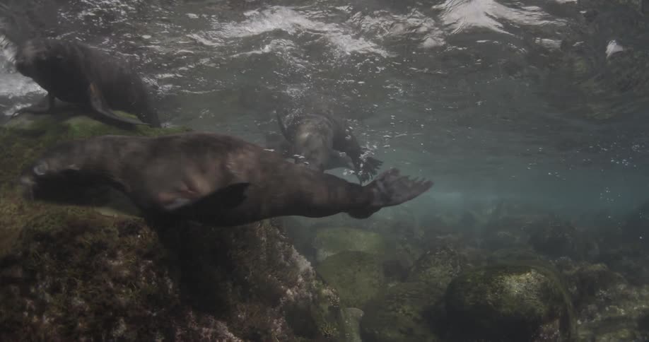 A whole group of sea lions are swimming along the surface of the water