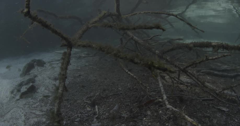 The ocean floor and branches