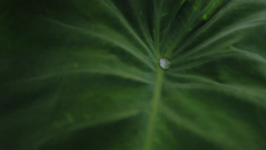 A closeup shows a water droplet moving gently in the center of a green leaf