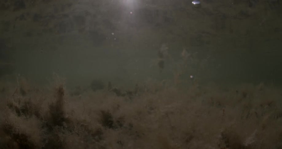 Shallow water with vegetation on the bottom