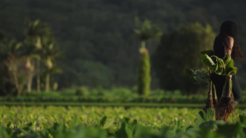 A footage of a gardener walking with harvest
